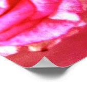 Bloomende Rozen Poster (Hoek)