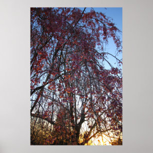 Bloomende wolkenboom in het voorjaar poster