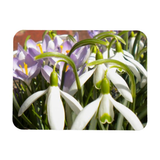 Bloomin' Spring Magnet Magneet (Horizontaal)
