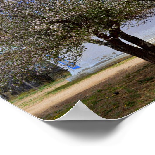 Blooming Apple Tree, Sangre De Cristo Chapel, N.M. Poster (Hoek)