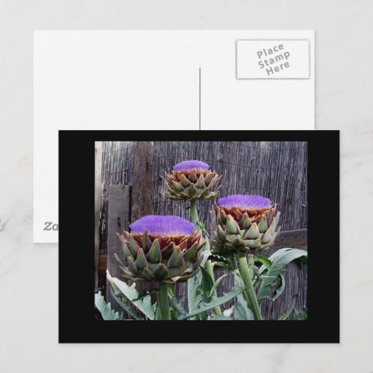 Blooming Artichokes Briefkaart (Voorkant / Achterkant)
