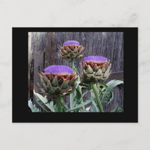 Blooming Artichokes Briefkaart