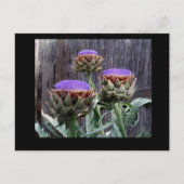 Blooming Artichokes Briefkaart (Voorkant)