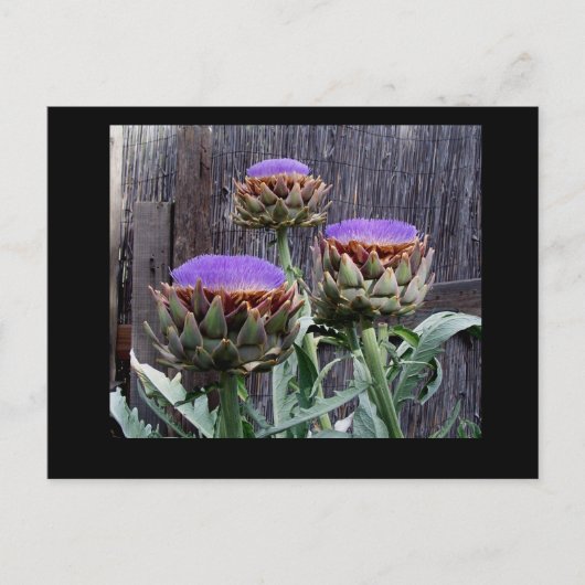 Blooming Artichokes Briefkaart (Voorkant)