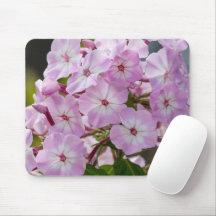 Blooming Beauty: Phlox-fotografie fascineren