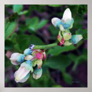 Blooming Blueberries Poster