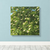 Blooming Buckeye Canvas Afdruk (Insitu (Houten vloer))