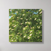 Blooming Buckeye Canvas Afdruk (Voorkant)
