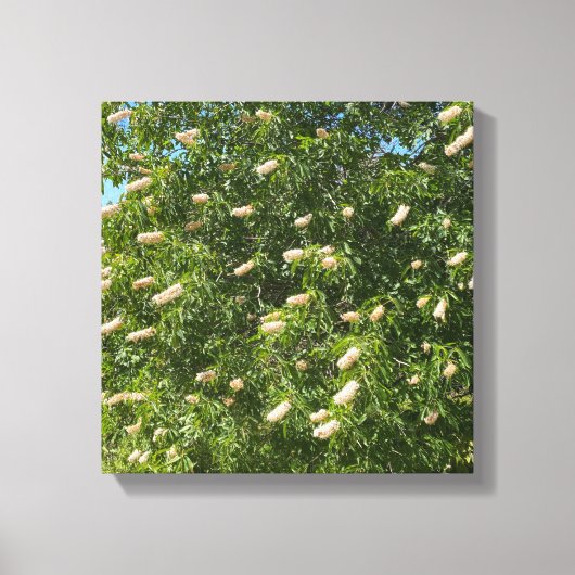 Blooming Buckeye Canvas Afdruk (Voorkant)