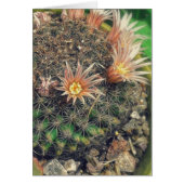 Blooming Cacti (Voorkant)