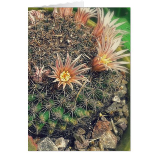 Blooming Cacti (Voorkant)