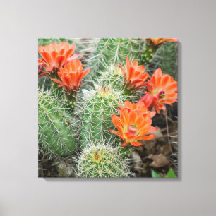 Blooming Cactus Canvas Afdruk
