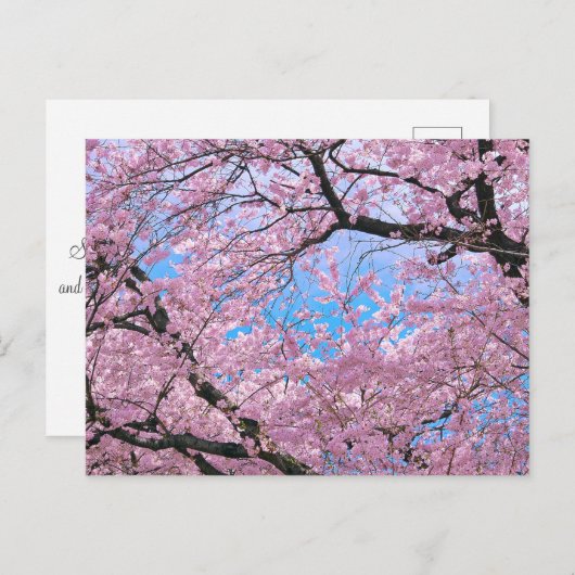 Blooming Cherry Blossom Briefkaart (Voorkant / Achterkant)