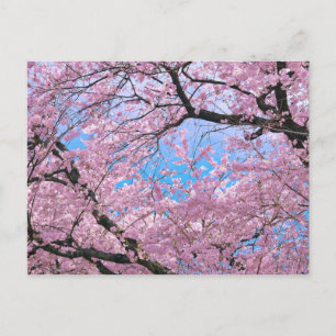 Blooming Cherry Blossom Briefkaart