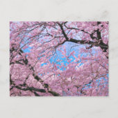 Blooming Cherry Blossom Briefkaart (Voorkant)