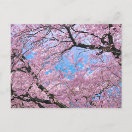 Blooming Cherry Blossom Briefkaart