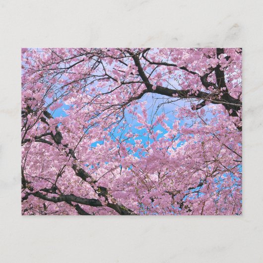 Blooming Cherry Blossom Briefkaart (Voorkant)