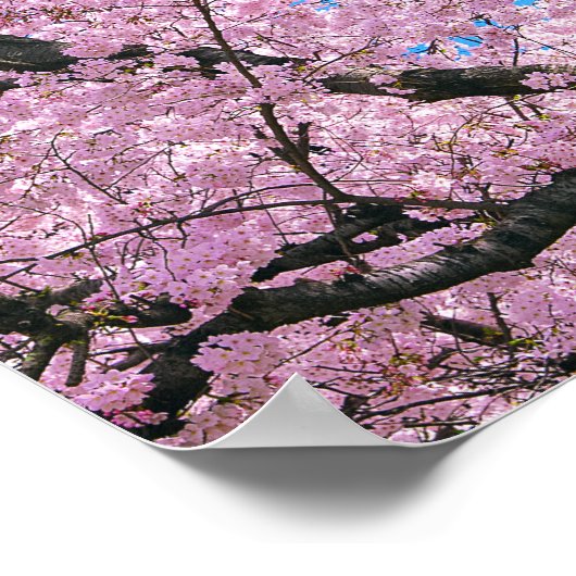 Blooming Cherry Blossom Poster (Hoek)