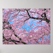 Blooming Cherry Blossom Poster (Voorkant)