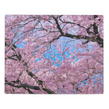 Blooming Cherry Blossom