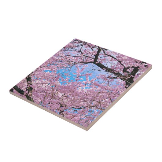 Blooming Cherry Blossom Tegeltje (Zijkant)