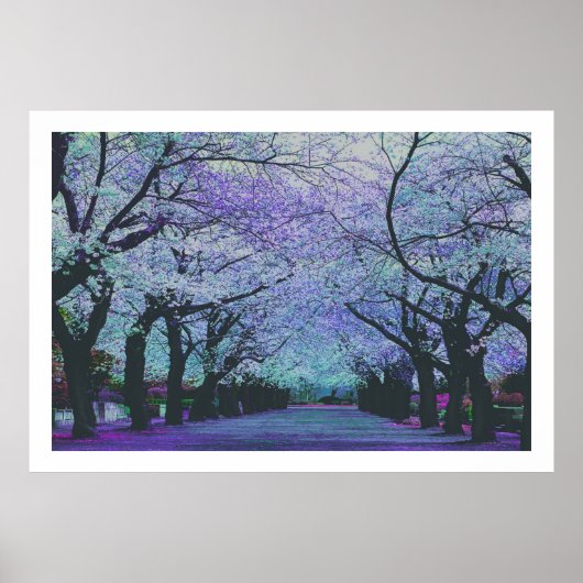 Blooming Cherry Blossom Tokyo, Japan Poster (Voorkant)