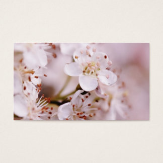 Blooming Cherry Blossom Visitekaartje