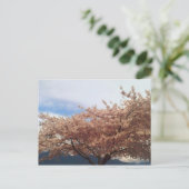 Blooming Cherry Tree Postcard Briefkaart (Staand voorkant)