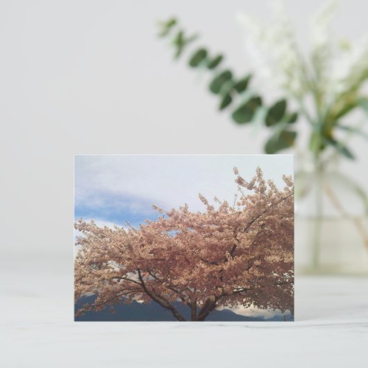 Blooming Cherry Tree Postcard Briefkaart (Staand voorkant)