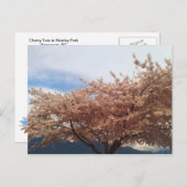 Blooming Cherry Tree Postcard Briefkaart (Voorkant / Achterkant)