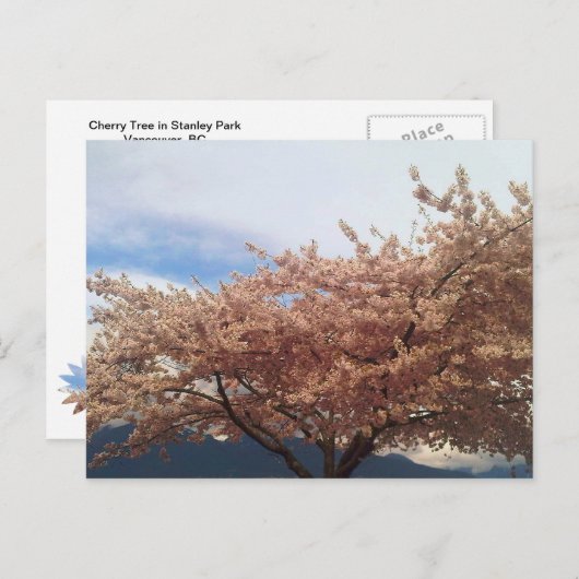 Blooming Cherry Tree Postcard Briefkaart (Voorkant / Achterkant)