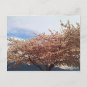 Blooming Cherry Tree Postcard Briefkaart (Voorkant)