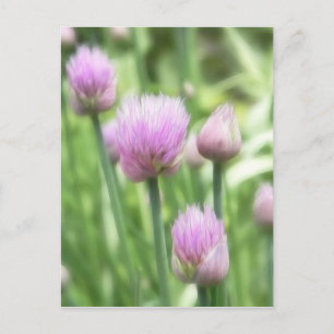 Blooming Chives Briefkaart