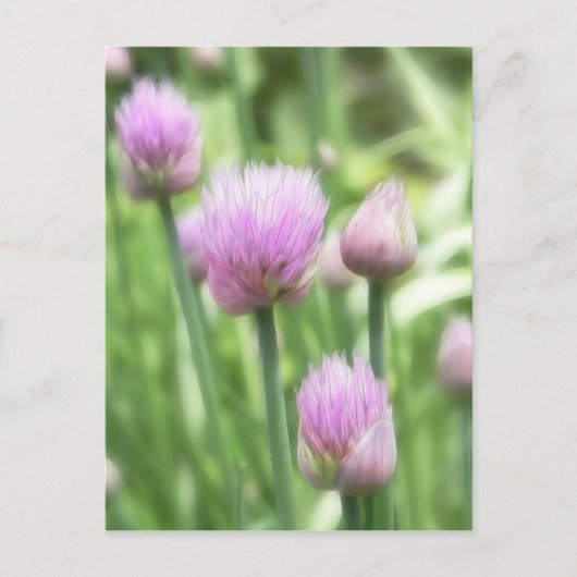 Blooming Chives Briefkaart (Voorkant)