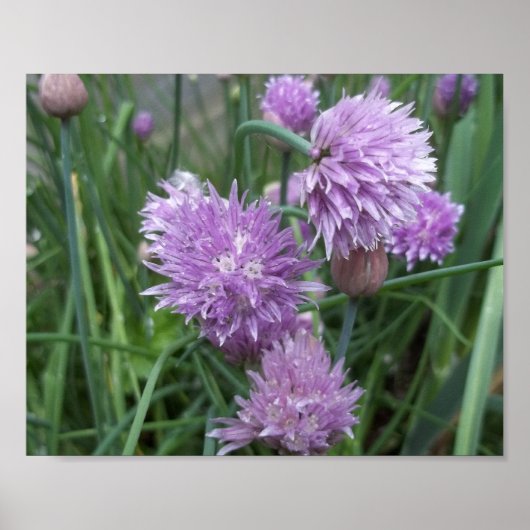 Blooming Chives-Poster Poster (Voorkant)
