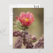 Blooming Cholla Cactus Briefkaart (Voorkant / Achterkant)