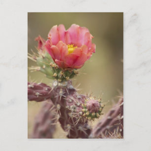 Blooming Cholla Cactus Briefkaart