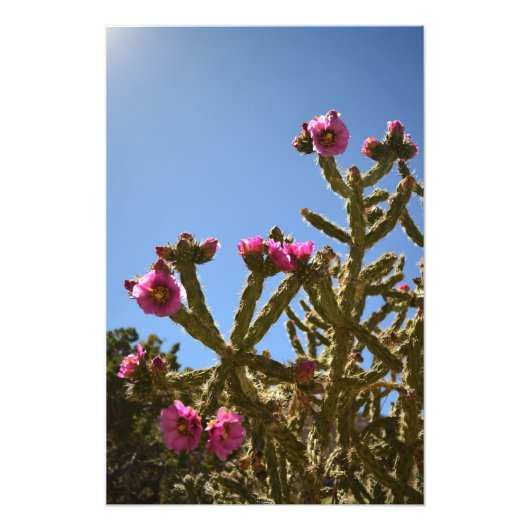 Blooming Cholla Cactus Flowers Foto Afdruk (Voorkant)