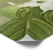 Blooming Dogwood Poster (Hoek)