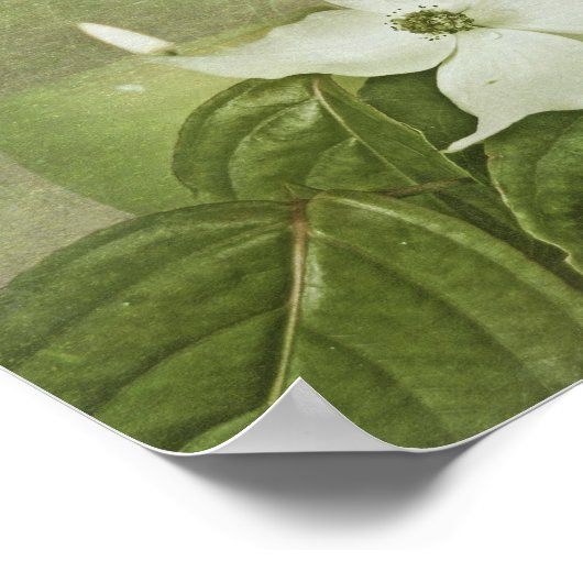 Blooming Dogwood Poster (Hoek)