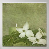 Blooming Dogwood Poster (Voorkant)