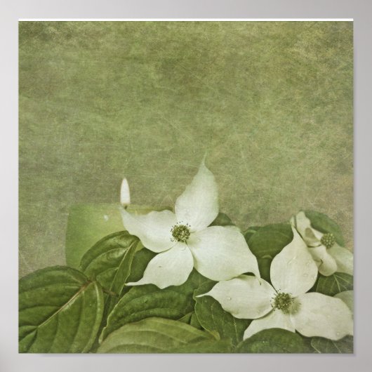 Blooming Dogwood Poster (Voorkant)
