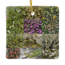 Blooming door het Zee: Asilomar