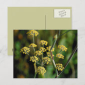 Blooming Fennel Briefkaart (Voorkant / Achterkant)
