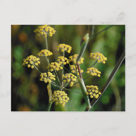 Blooming Fennel Briefkaart (Voorkant)