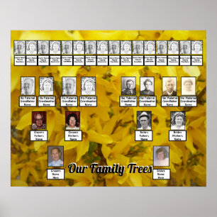 Blooming Forsythia Struik Foto twee familiebomen Poster