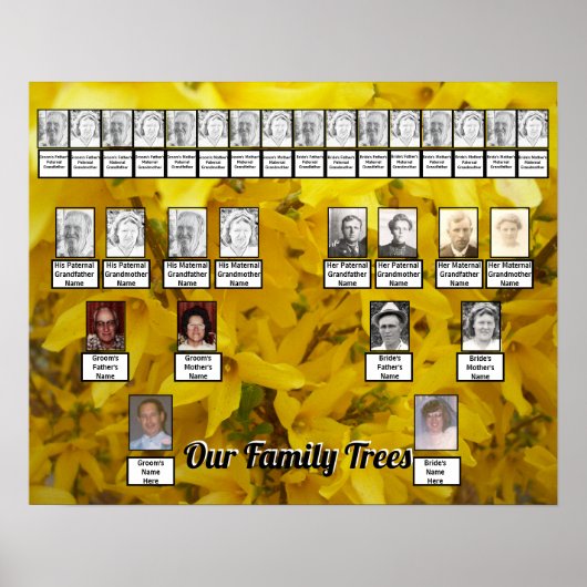 Blooming Forsythia Struik Foto twee familiebomen Poster (Voorkant)
