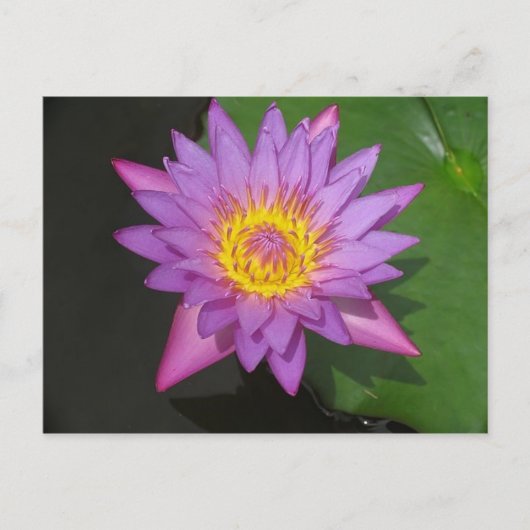 Blooming Glory Briefkaart (Voorkant)
