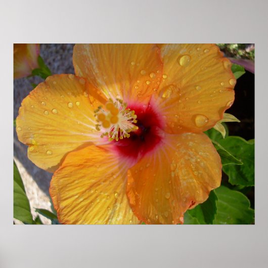 Blooming Hibiscus Framed Print (Voorkant)