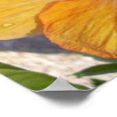 Blooming Hibiscus Poster (Hoek)